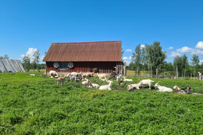 Septembri lõpus võetakse vastu perioodi 2023–2027 põllumajandusettevõtja keskkonna- ja kliimapoliitika eesmärkide saavutamise investeeringutoetuse taotlusi.
