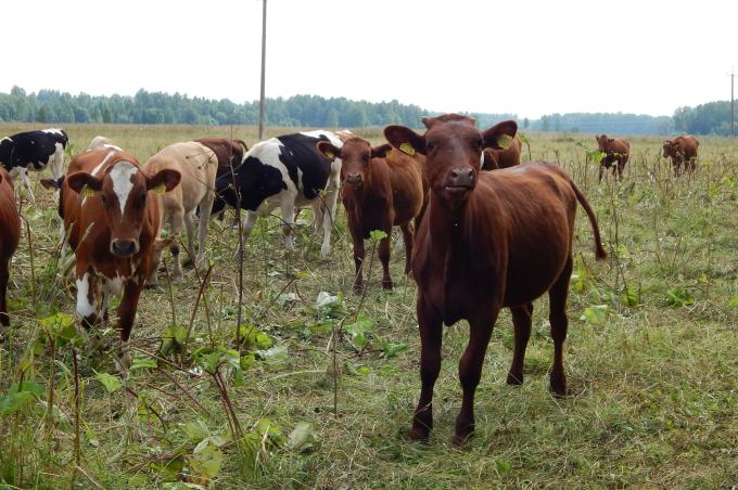 Nüüd on loomapidajatel võimalik vaadata PRIA põllumajandusloomade registrist oma loomade mahepõllumajanduse staatust. Tegemist on muudatusega, mis annab ülevaat