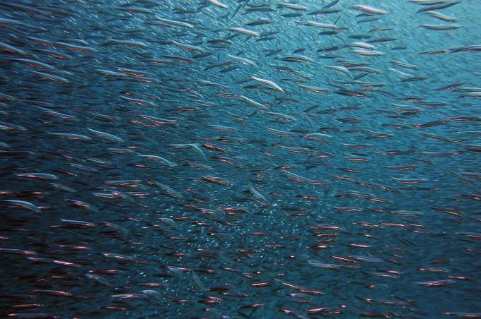 Kalapüügi- ja vesiviljelusega või nende toodete töötlemisega tegelevad ettevõtted saavad alates 18. märtsist taotleda uut toetust, mis on mõeldud innovatsioonit