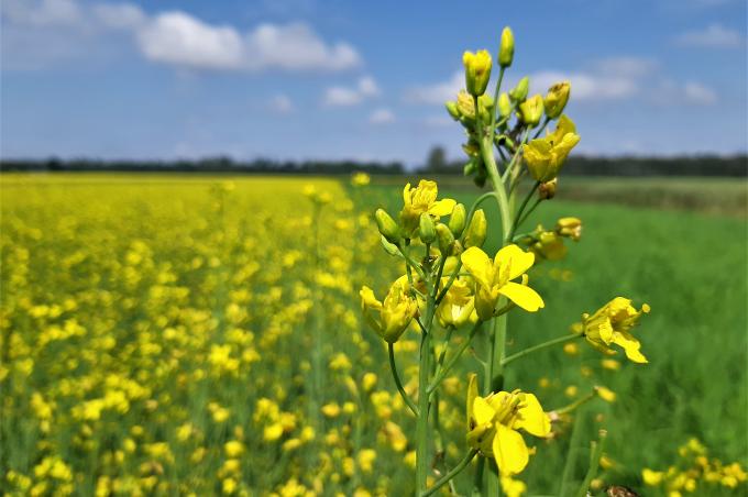Põldudega seotud teenused ehk PRIA e-põlluraamat on kasutajatele kättesaadav aastaringselt. Küll aga on teenus hooajapõhine ning hooaja vahetus toimub iga aasta
